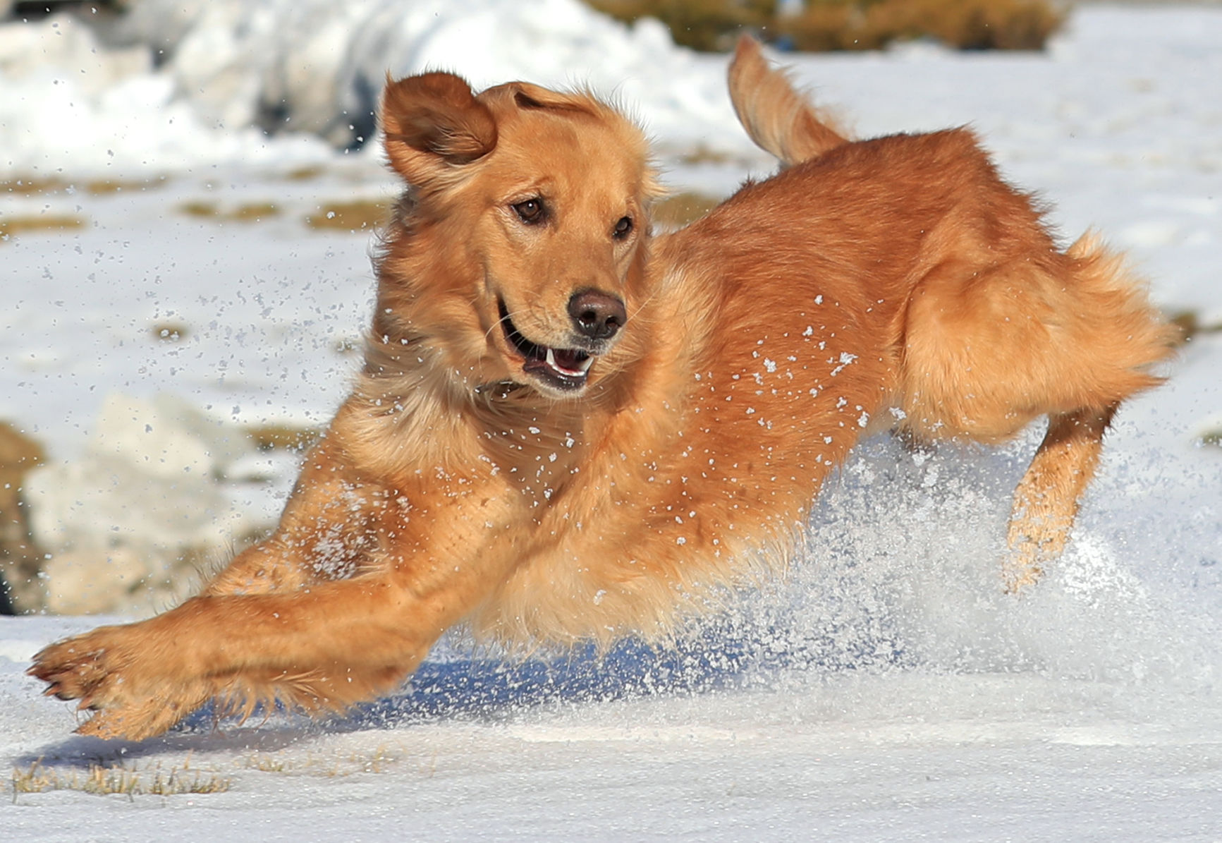 Tucker